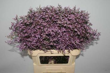 Limonium saf. LILAC, Statice lila - 5 Stiele